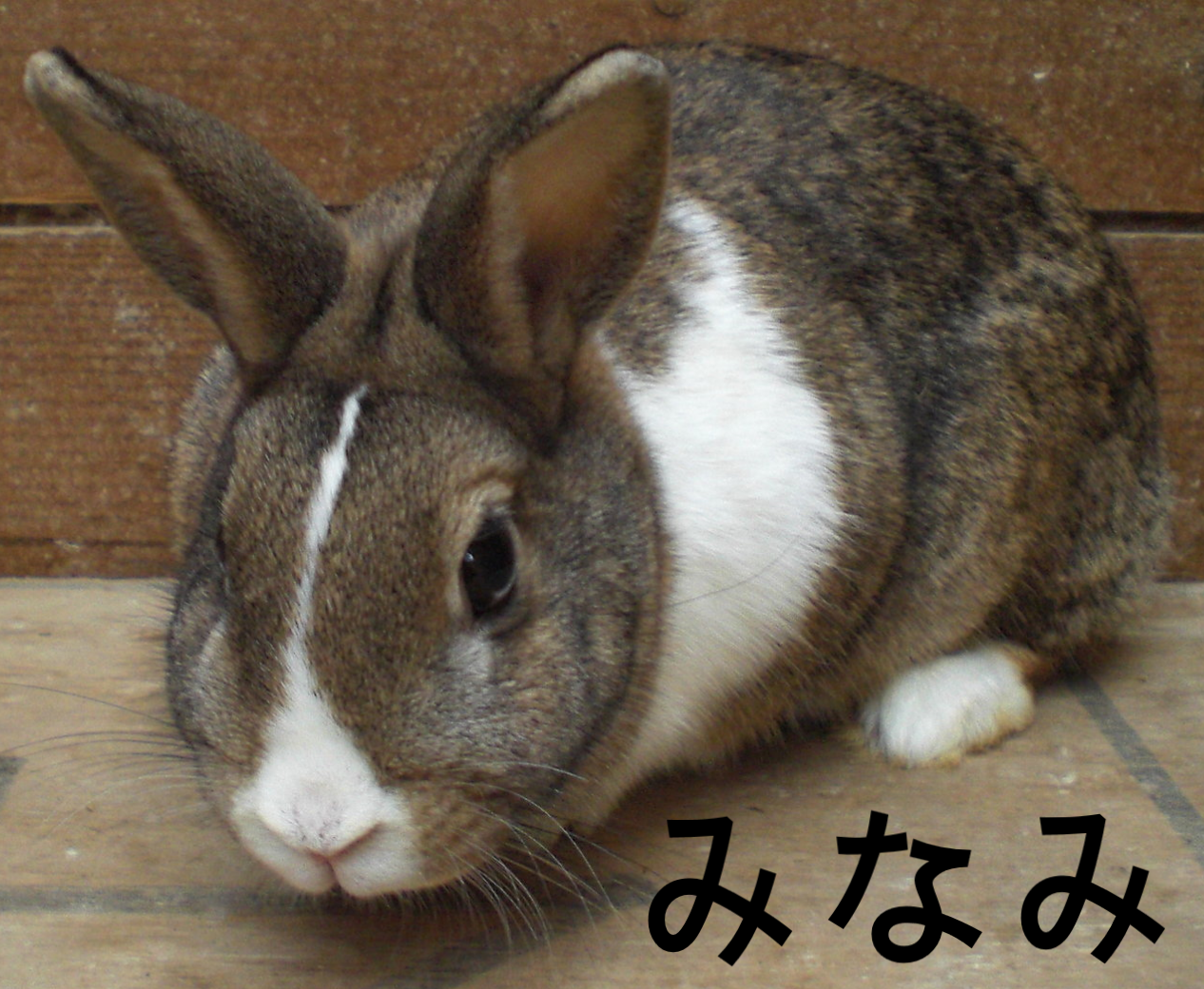 ウサギ 愛宕山公園 公式ホームページ